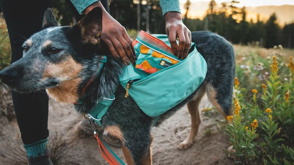 Quencher Packable Dog Bowl 2