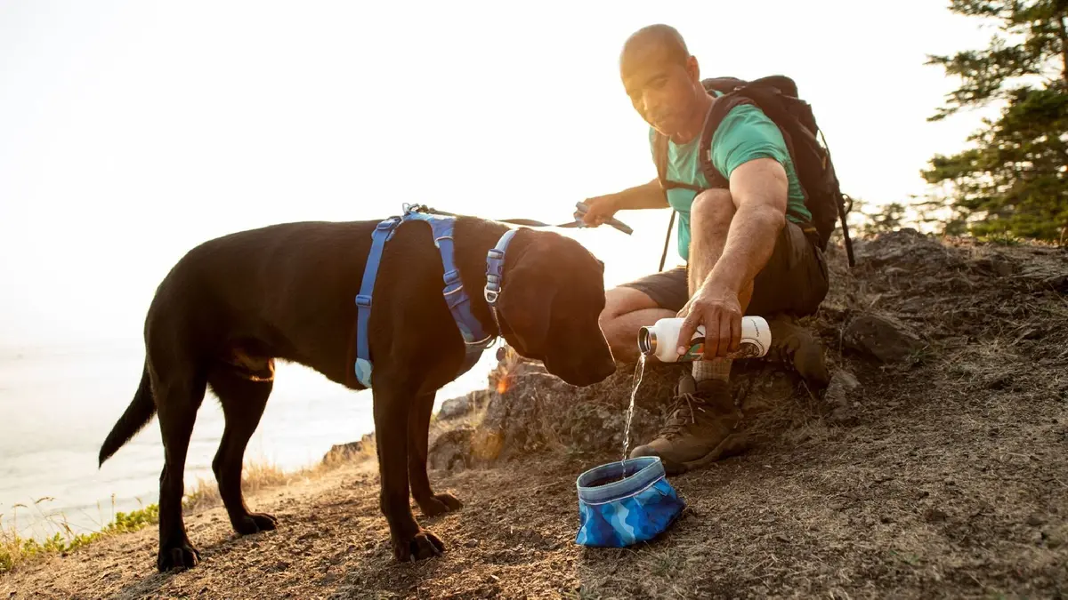 Quencher Packable Dog Bowl 2