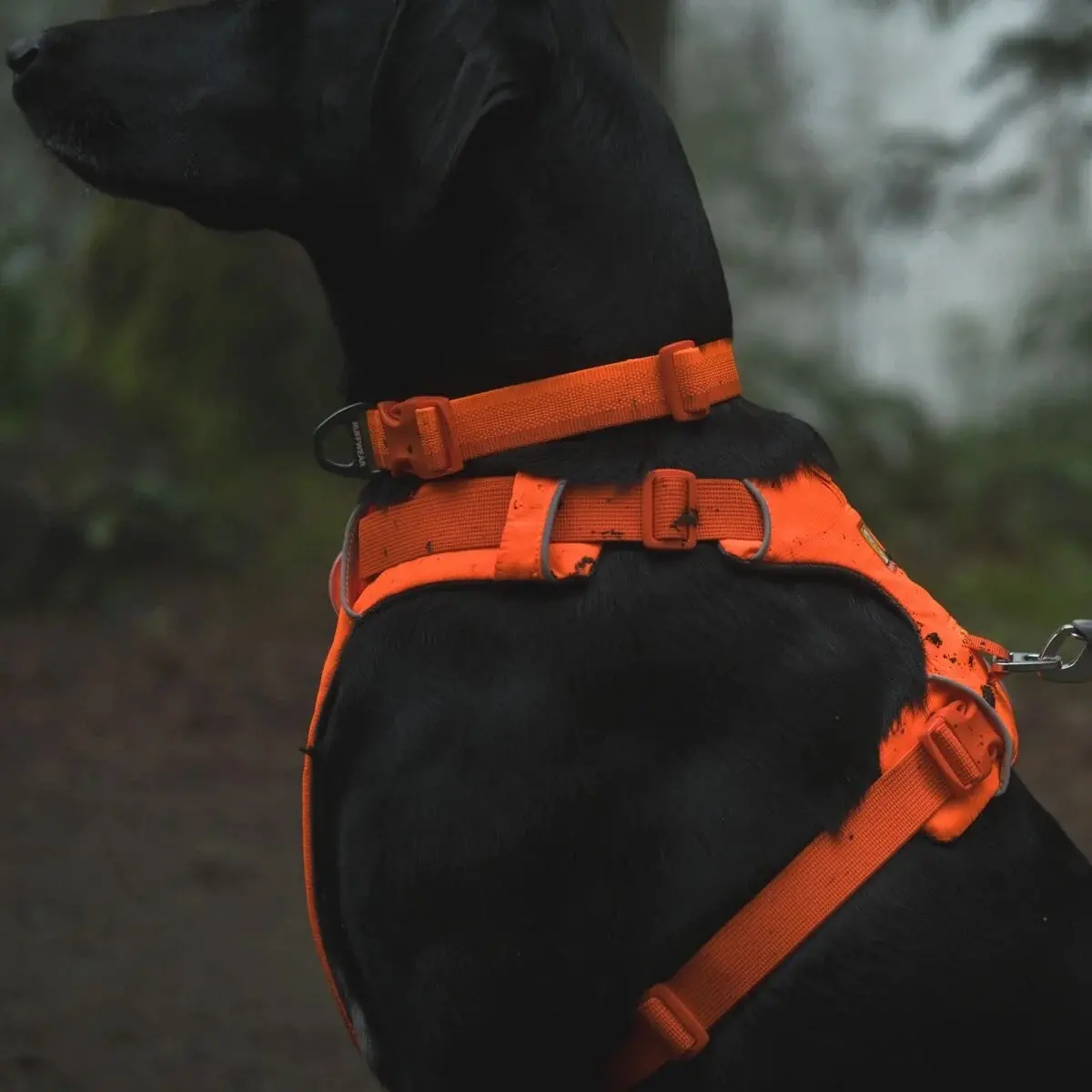 Front Range Dog Collar 3