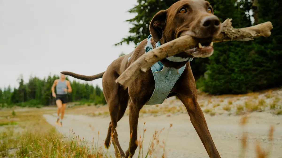 Front Range Flex Dog Harness 4