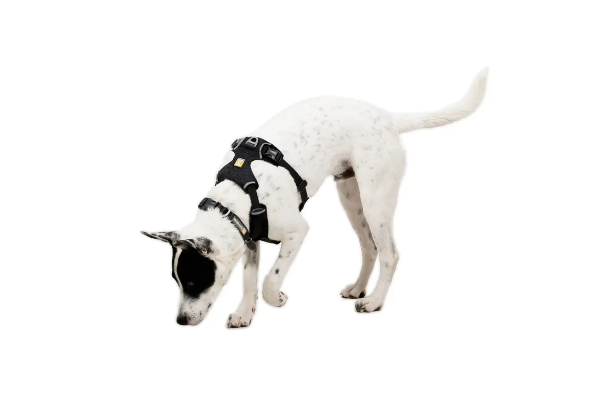 Front Range Flex Dog Harness 6
