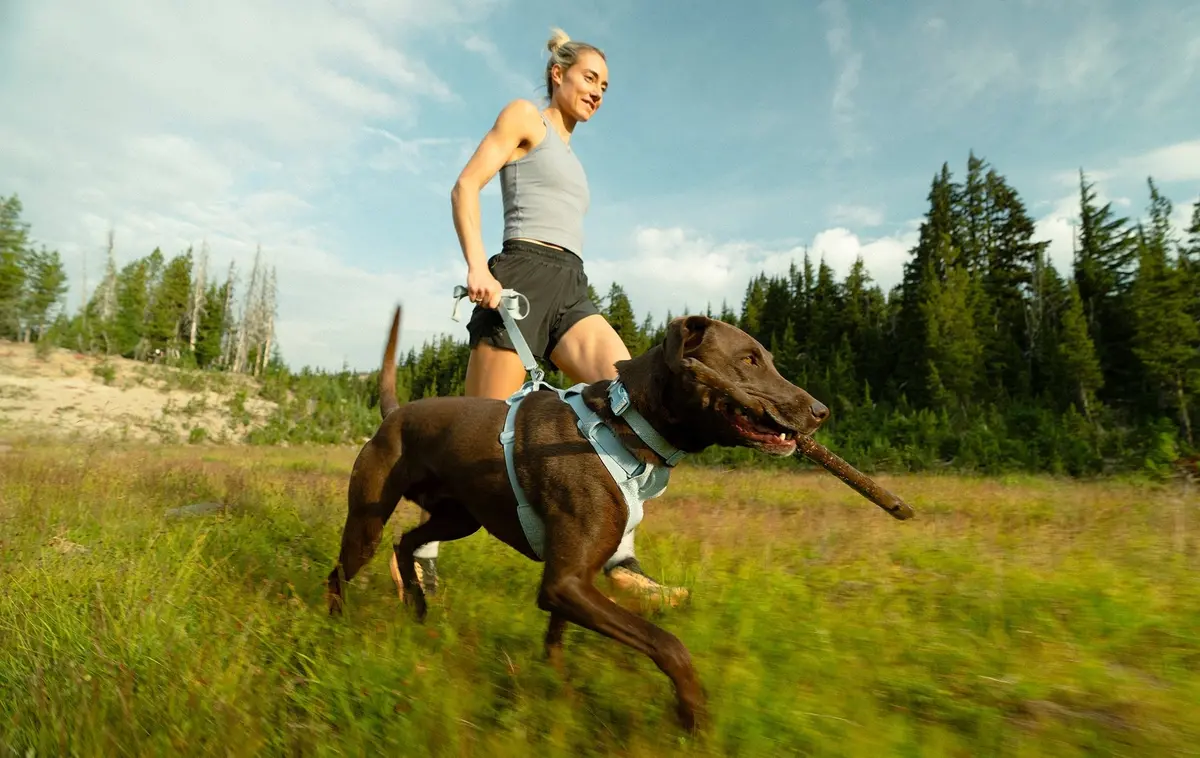 Front Range Flex Dog Harness 4