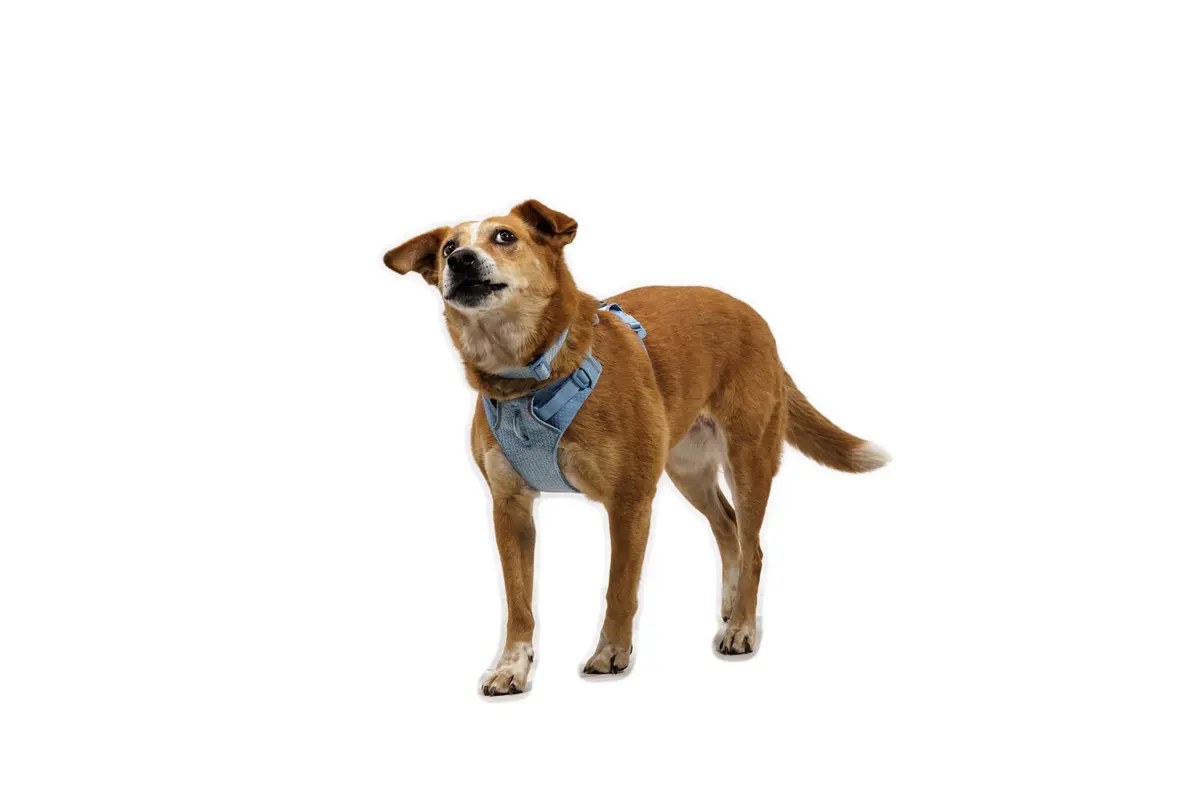 Front Range Flex Dog Harness 6