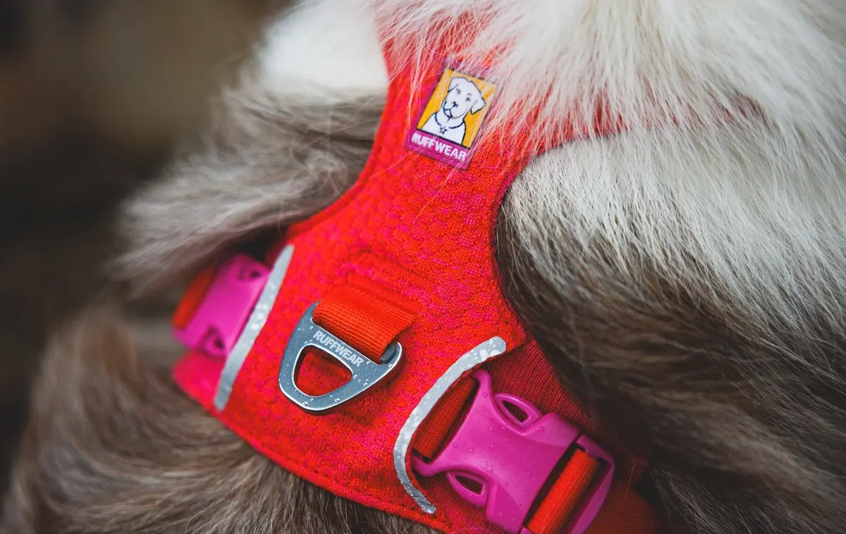 Front Range Flex Dog Harness 4