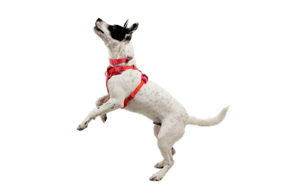 Front Range Flex Dog Harness 6