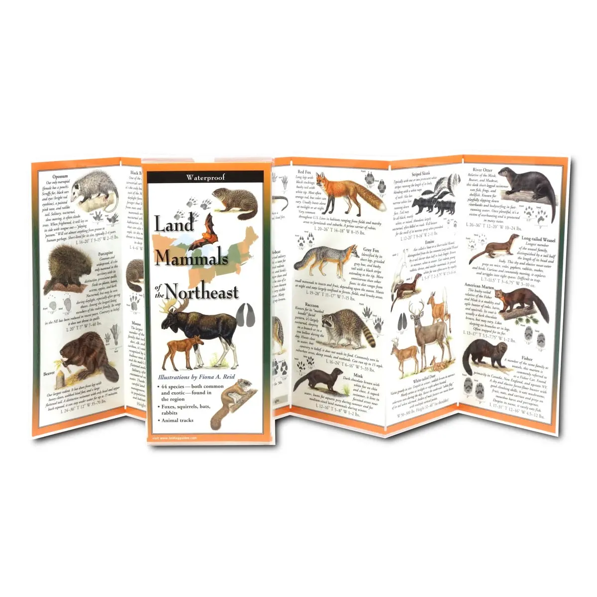 Land Mammals Of The Northeast Folding Guide 1