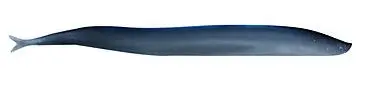 Gulp! Sand Eel - (5 Inch) 1