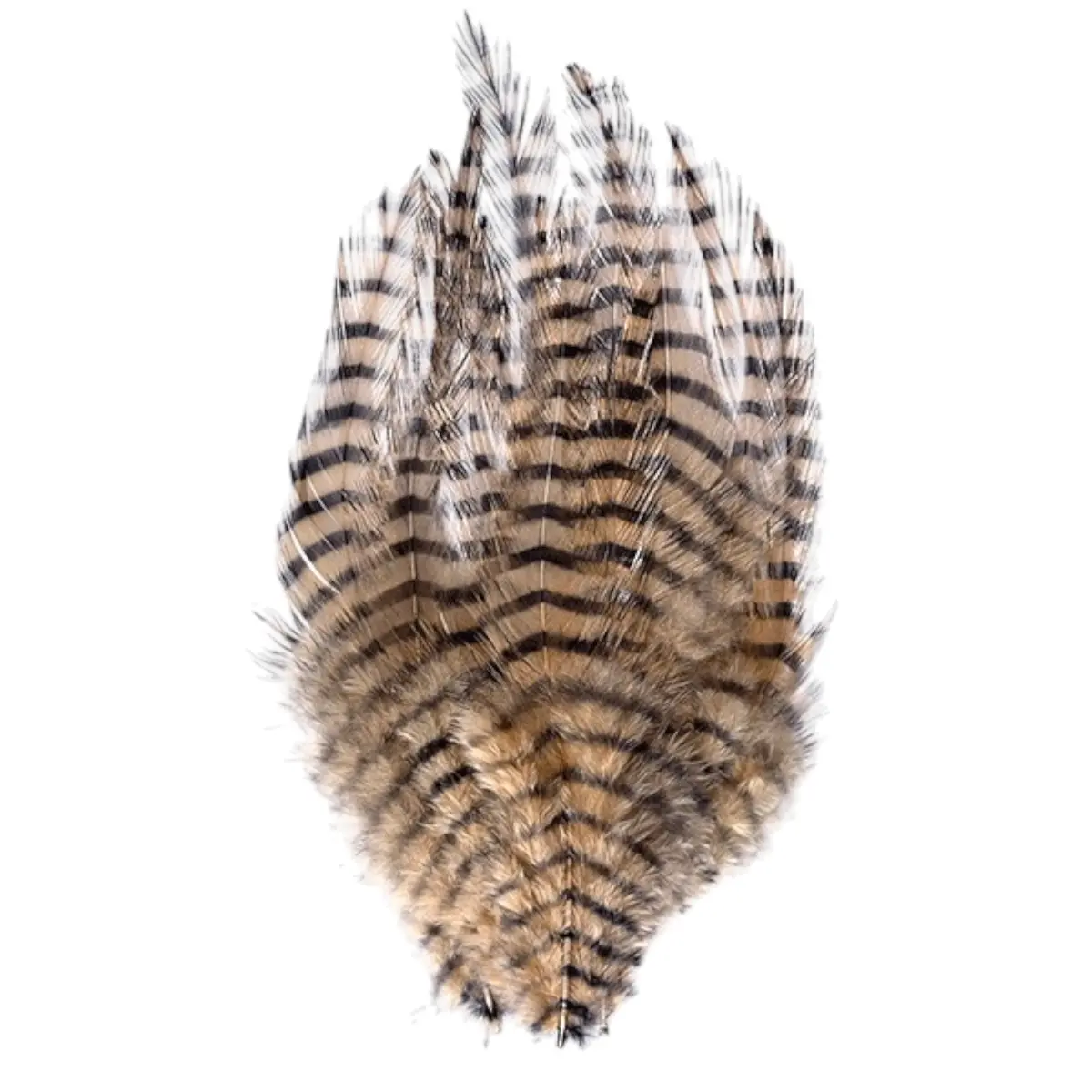 Barred Saddle Hackle 1