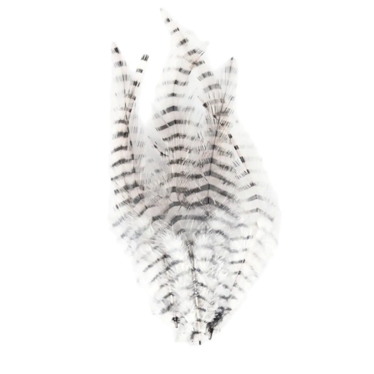 Barred Saddle Hackle 1