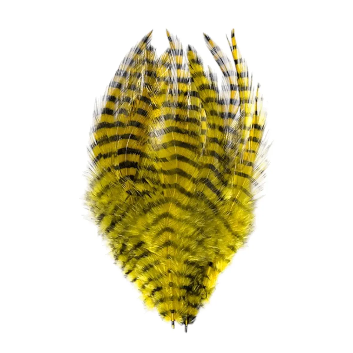 Barred Saddle Hackle 1